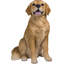 Statue golden retriever assis