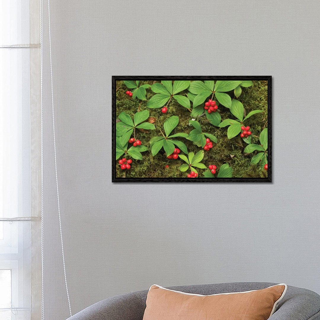 Bunchberry Growing Amid Sphagnum Moss, North America von Tim Fitzharris - Galerie- Giclée auf Leinwand