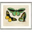 Oken's Naturalist Butterfly I Print