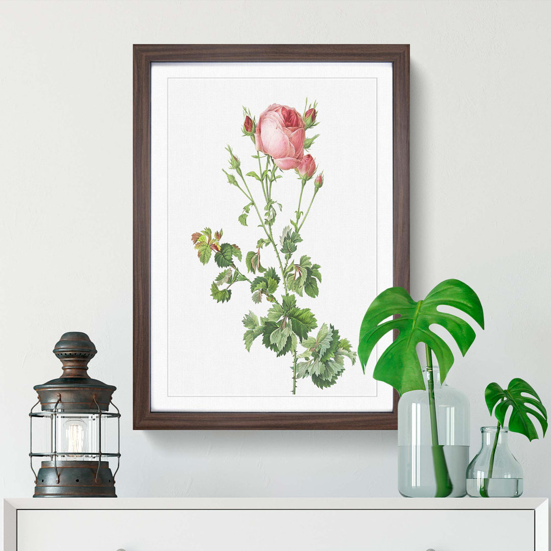 Pink Rosebush in Bloom by Pierre-Joseph Redoute - Picture Frame Painting Print