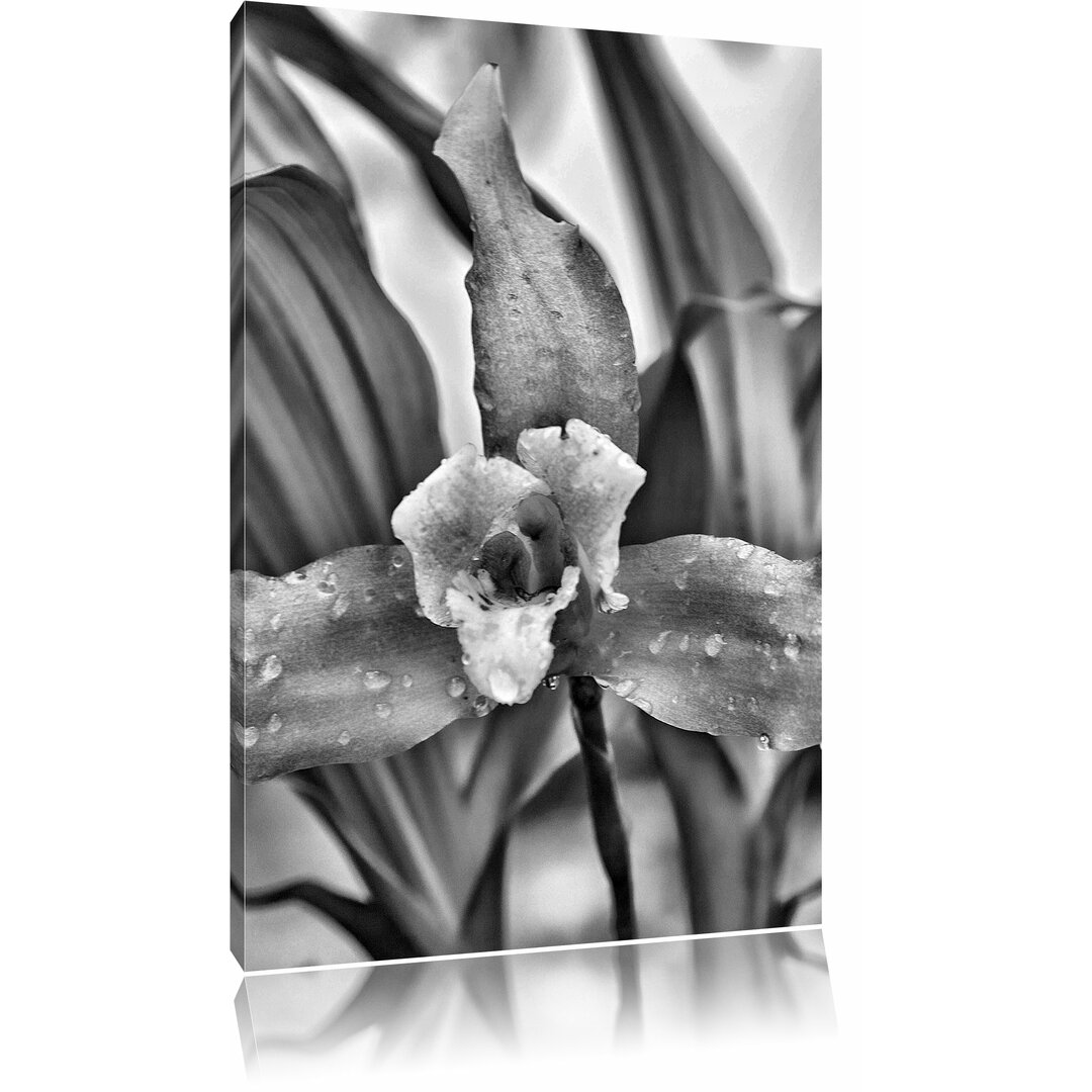 Leinwandbild Außergewöhnliche Blüte in Monochrom