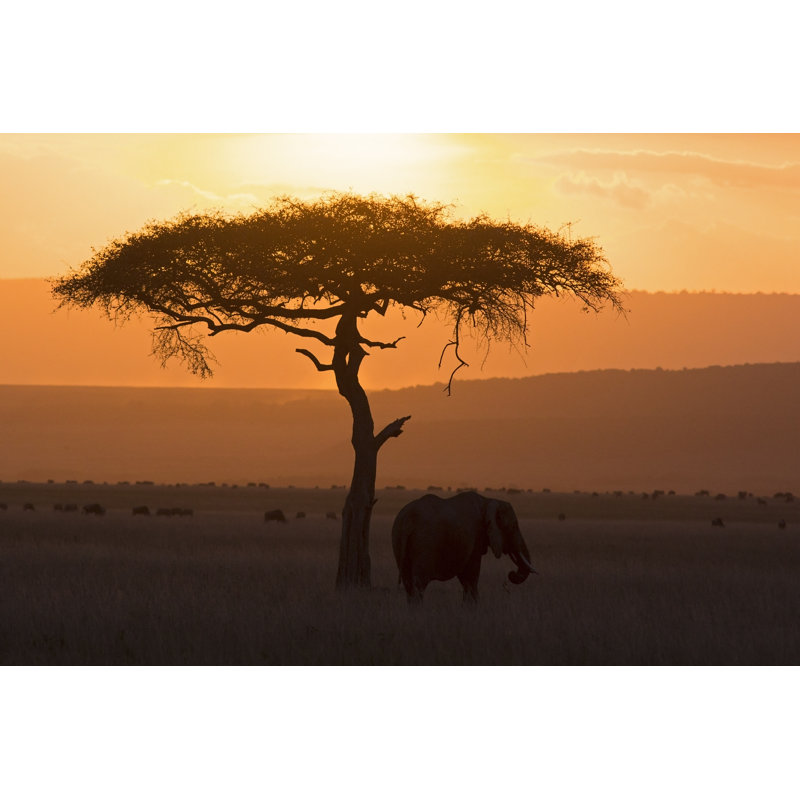 Elephant and acacia 521317357, 61cm H x 91cm W