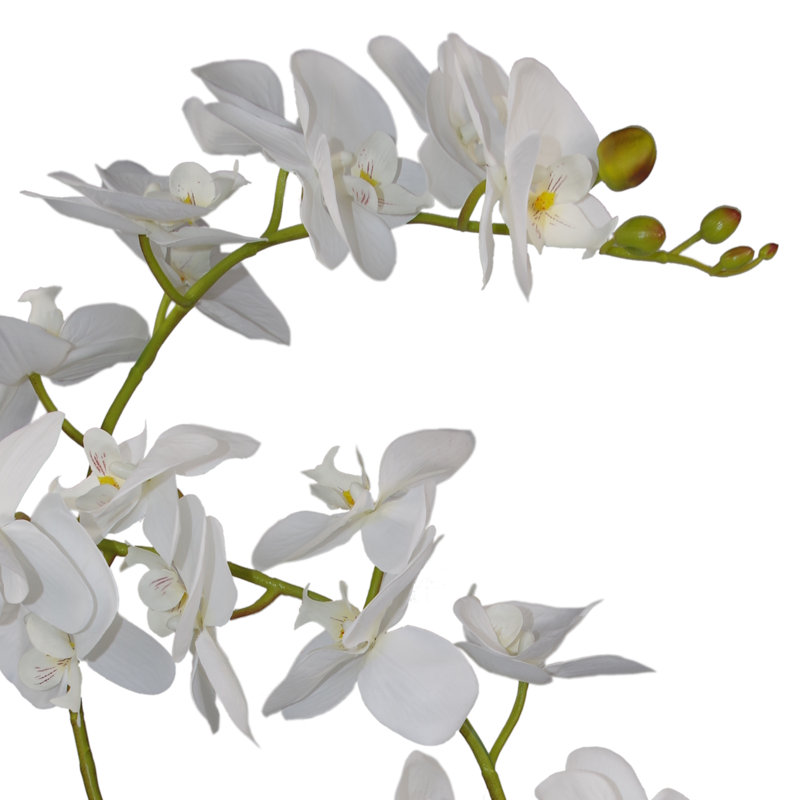 Anneus Arrangement in Pot