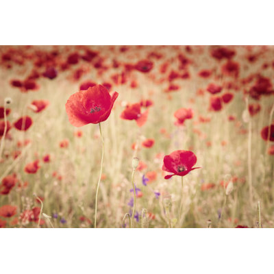 Vintage Image Of Poppies by Rasica - Wrapped Canvas Print