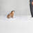 Low Zig Zag Freestanding Pet Gate-101688915