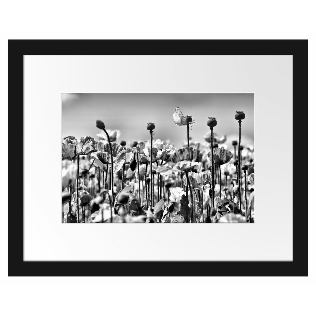 Gerahmtes Poster Blumenwiese Mohnblumen