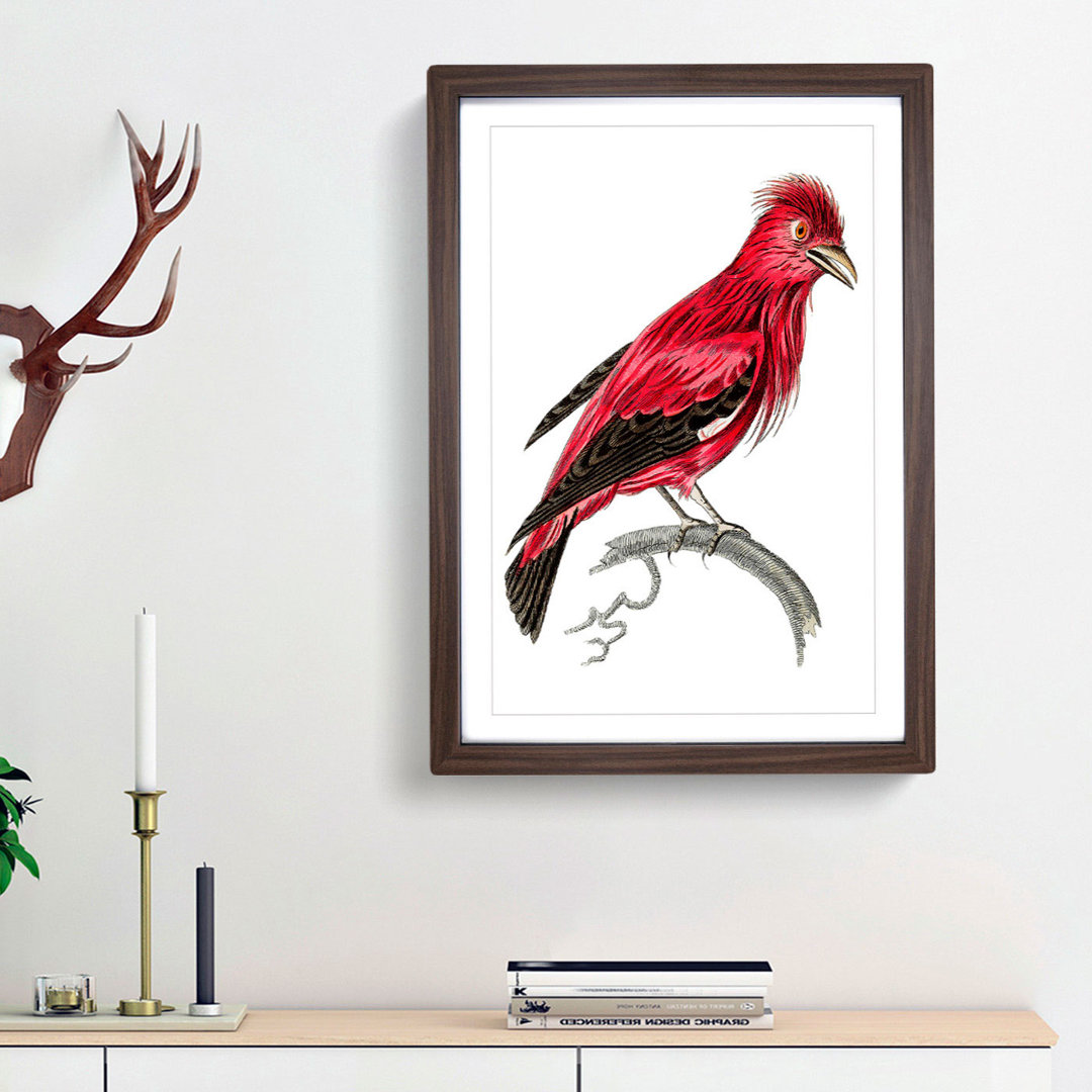 Crimson Roller Bird by George Shaw - Framed Print