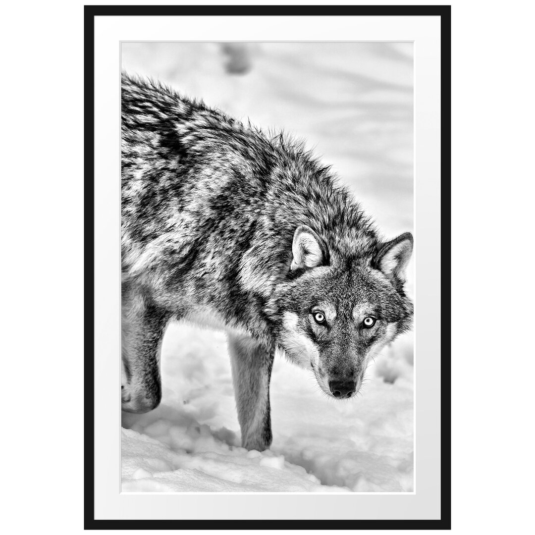 Gerahmtes Poster Seltener Wolf im Schnee