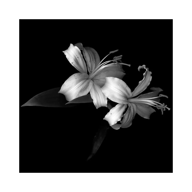 Lily V, B&W by Magda Indigo - Wrapped Canvas Print, 30.48cm H x 30.48cm W x 1.91cm D