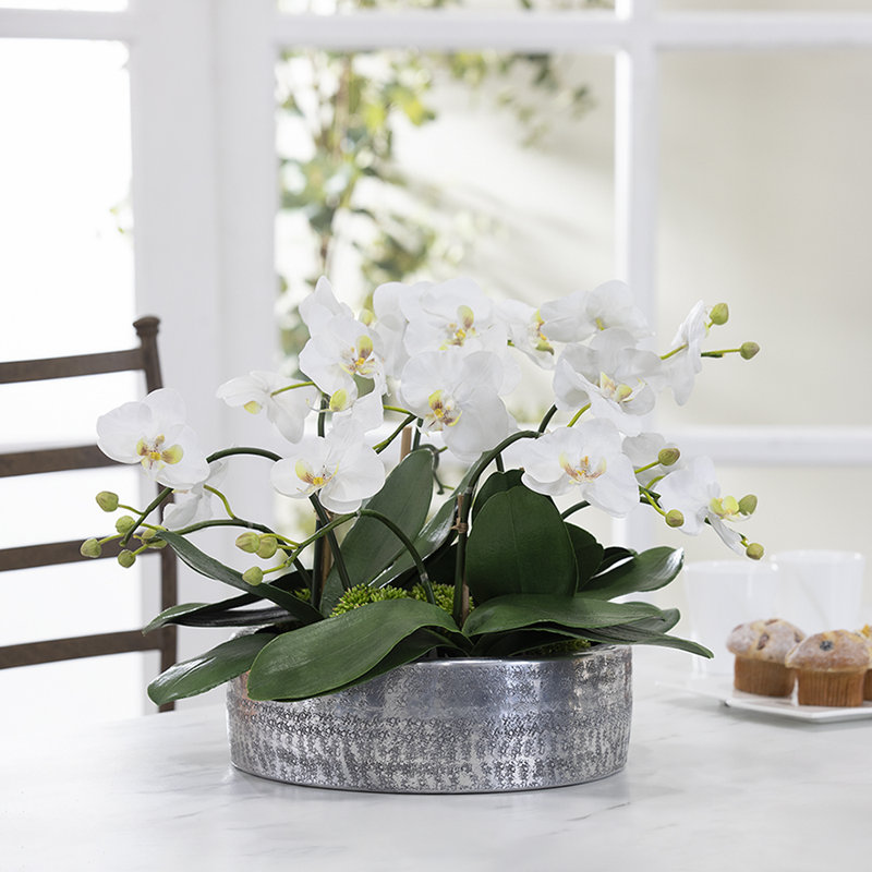 Orchids Arrangement in Planter