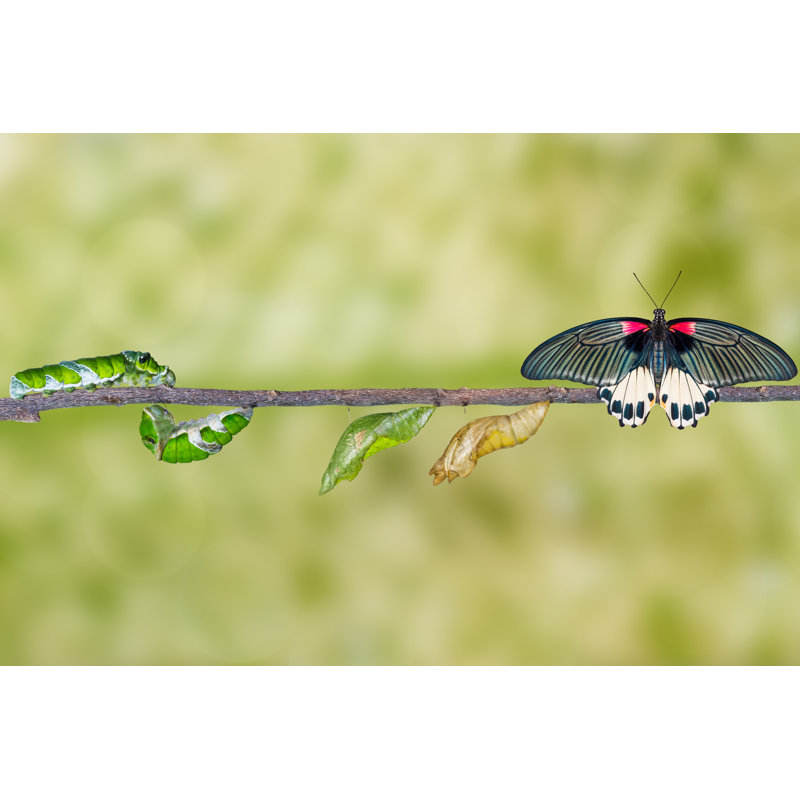 Makhel Mormon Butterfly From Caterpillar by Mathisa_s - Wrapped Canvas Print, 20cm H x 30cm W x 3.8cm D