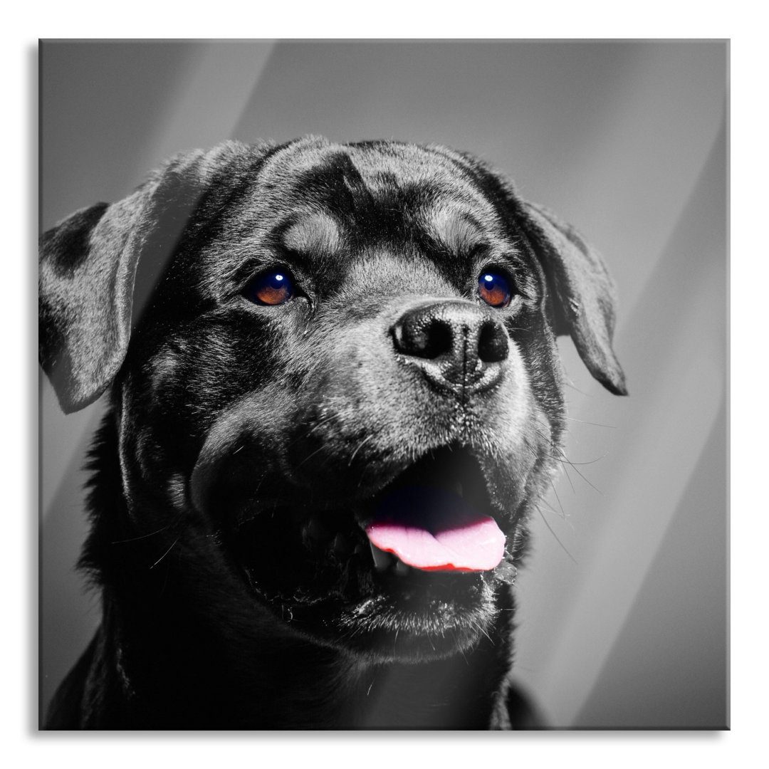 Glasbild Rottweiler