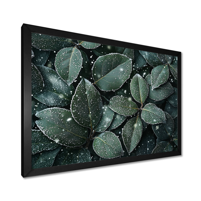 Jacorion Evergreen Leaves In Snow II - feuilles, art mural, H 12 po x l 20 po, Reproduction encadrée d'une seule photo, Noir