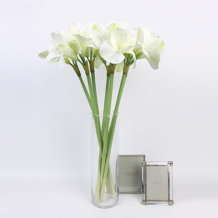 Tige orchidée clivia, 3 tiges, blanc