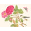 A Bird On Rose Branch by Anonymous - Wrapped Canvas Art Prints-244112687