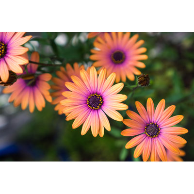 African Daisy - Wrapped Canvas Print