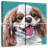 Brampt Sunny King Charles Spaniel-109121020