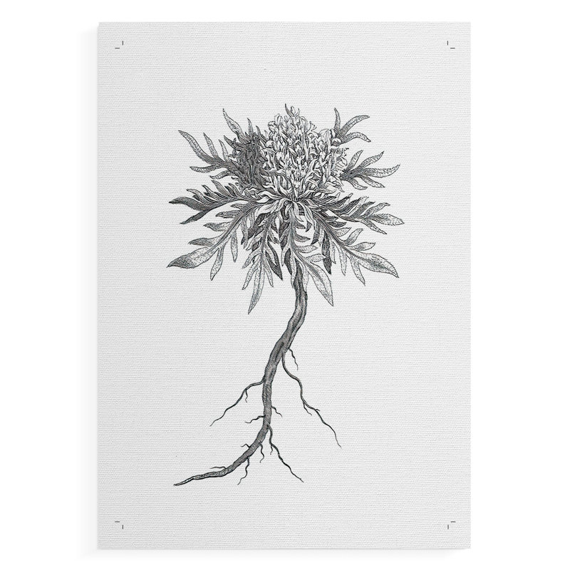 B&W Plant Spechantillon III - Impression sur toile seulement - NON-CADRE, H 12 po x l 8 po