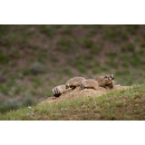 Posterazzi " USA Wyoming Yellowstone National Park Badger Kitts And Mother Outside " by Jaynes Gallery