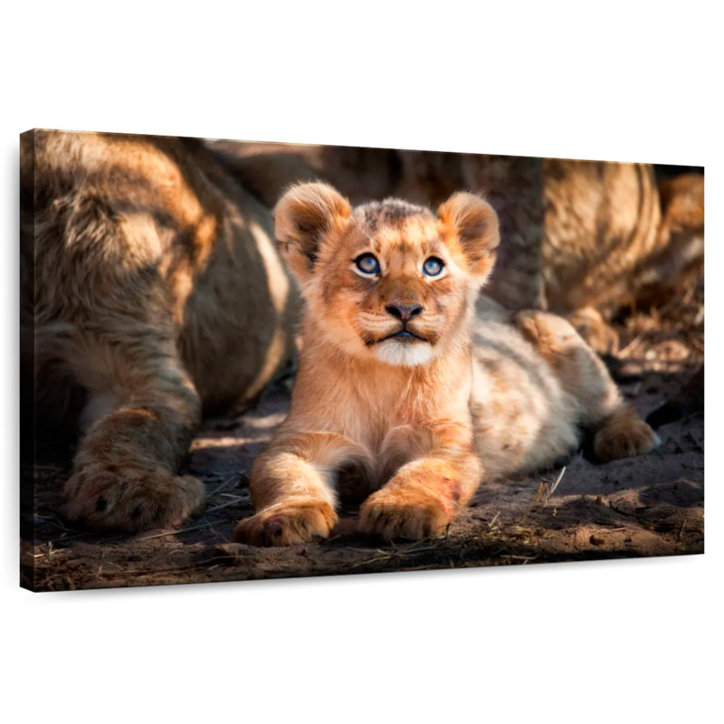 Lion safari Brampt, H 8 po x l 12 po