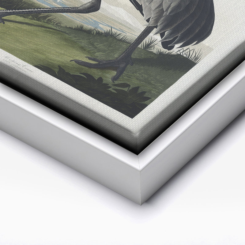 John James Audubon - Grue blanche No1, 11"H x 14"W, Canvas, White Framed