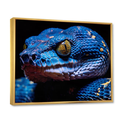 " Blue Anaconda Snake Wildlife Photography "