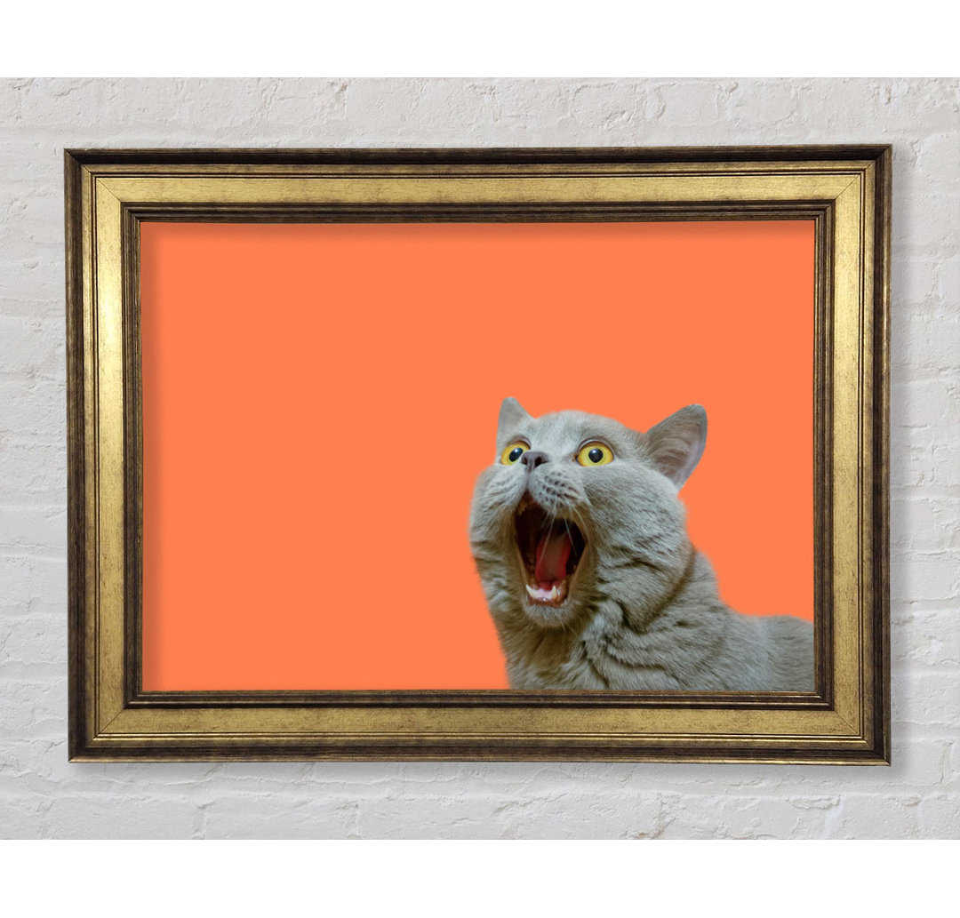 Cat On The Orange - Einzelne Bilderrahmen Kunstdrucke