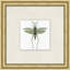 Flying Specimen 4 Print by Lillian August