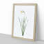 Poeticus Daffodil by Pierre-Joseph Redoute - Picture Frame Painting Print-55601591-55601598