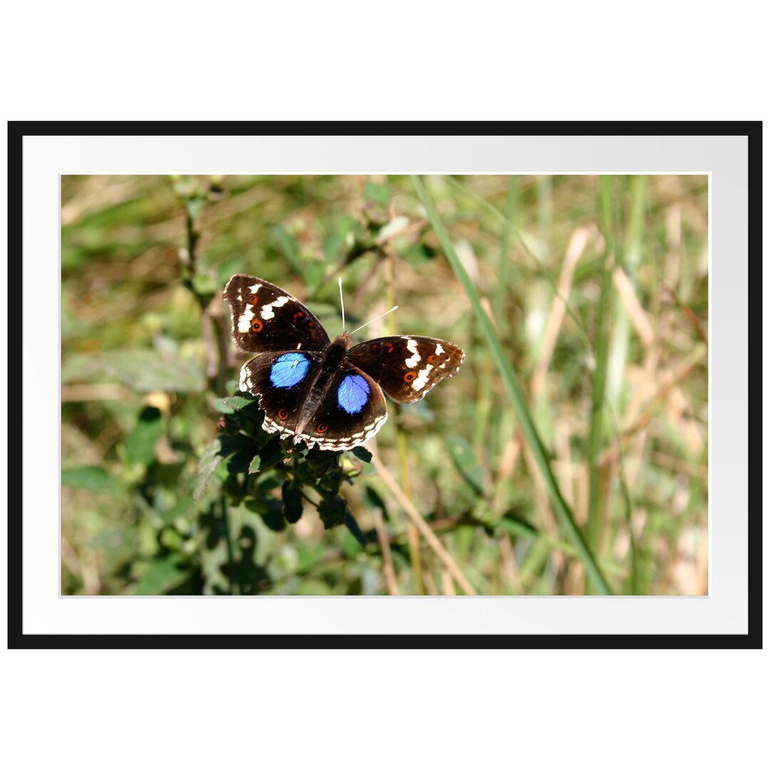 Gerahmtes Poster Schmetterling auf Grashalm