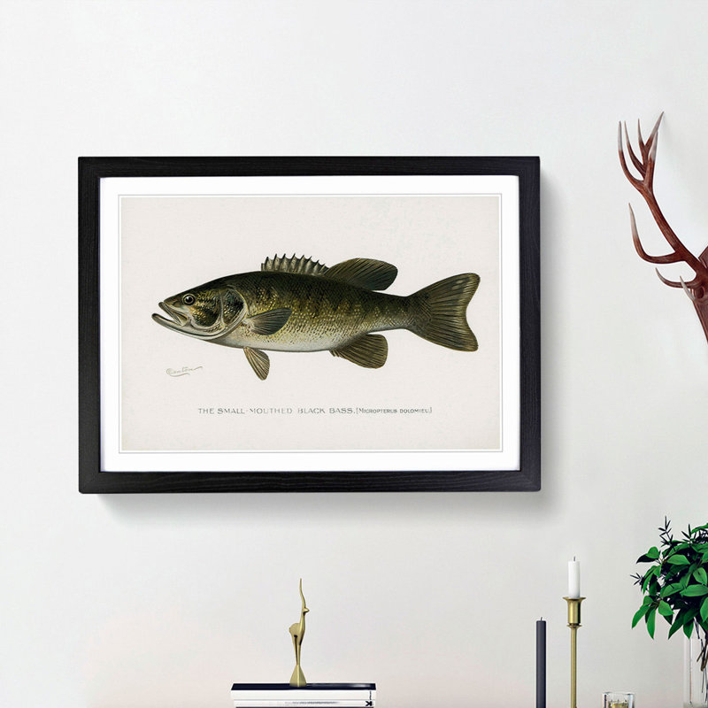 Small-Mouthed Black Bass by Sherman F. Denton - Picture Frame Painting Print, Black Framed, 48cm H x 65cm W x 2cm D