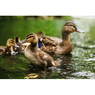 Canard colvert par Ristoarnaudov