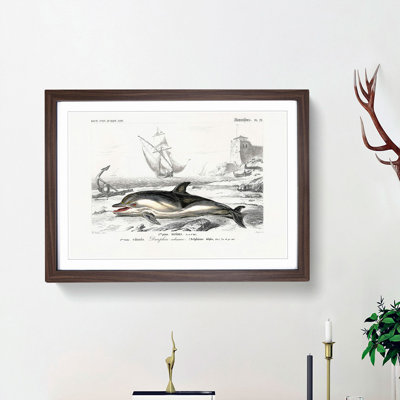 Beached Dolphin 1 Piece Single Picture Frame Painting