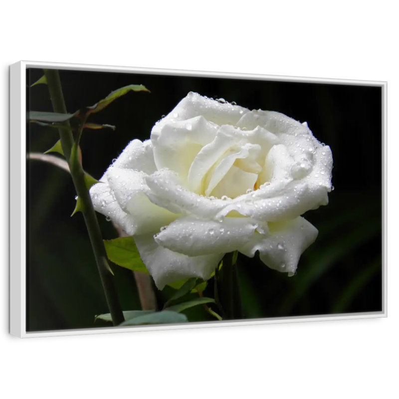 Gouttes de rosée sur rose blanche, 46 po x 31 po, Cadre flottant blanc