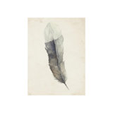 Charcoal Feathers II Print by Beverly Fuller