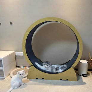 https://assets.wfcdn.com/im/32436979/resize-h310-w310%5Ecompr-r85/2442/244252689/running-wheel-candies-cat-condo.jpg