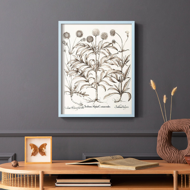 Sépia Besler Botanicals IV, reproduction encadrée - bois massif, Bleu, H 10 po x l 8 po