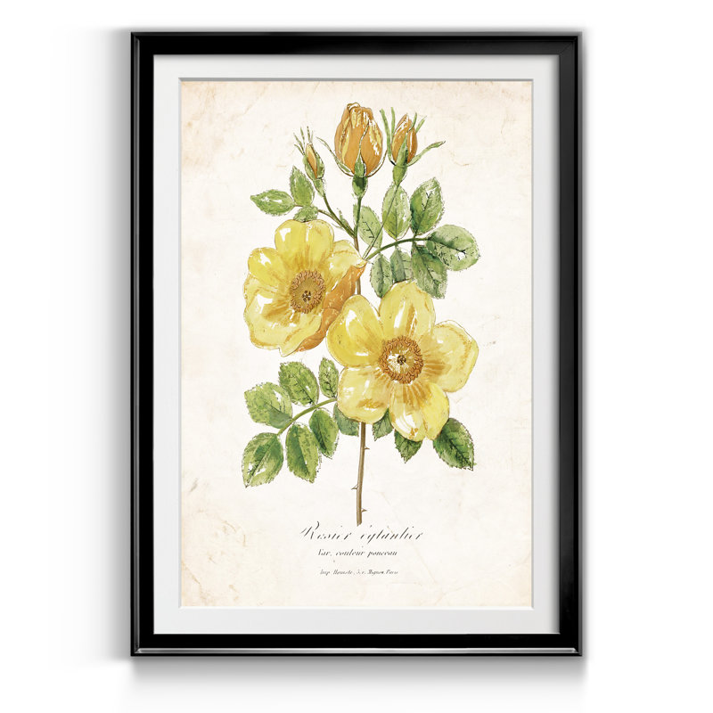 Botanique IV - Reproduction d'art sur papier encadré, H 26,5 po x l 36,5 po x P 1,5 po, Noir