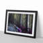 Path Through a Forest in Vancouver - Framed Print-55578159-55578161