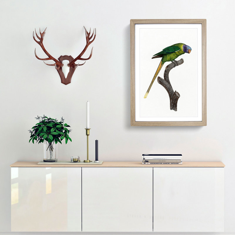 A Plum-Headed Parakeet by F. Levaillant - Framed Print, 63cm H x 45cm W x 2cm D, Oak Framed