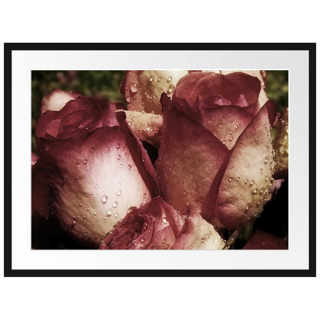 Gerahmtes Poster "Wassertropfen auf Rosenblüten