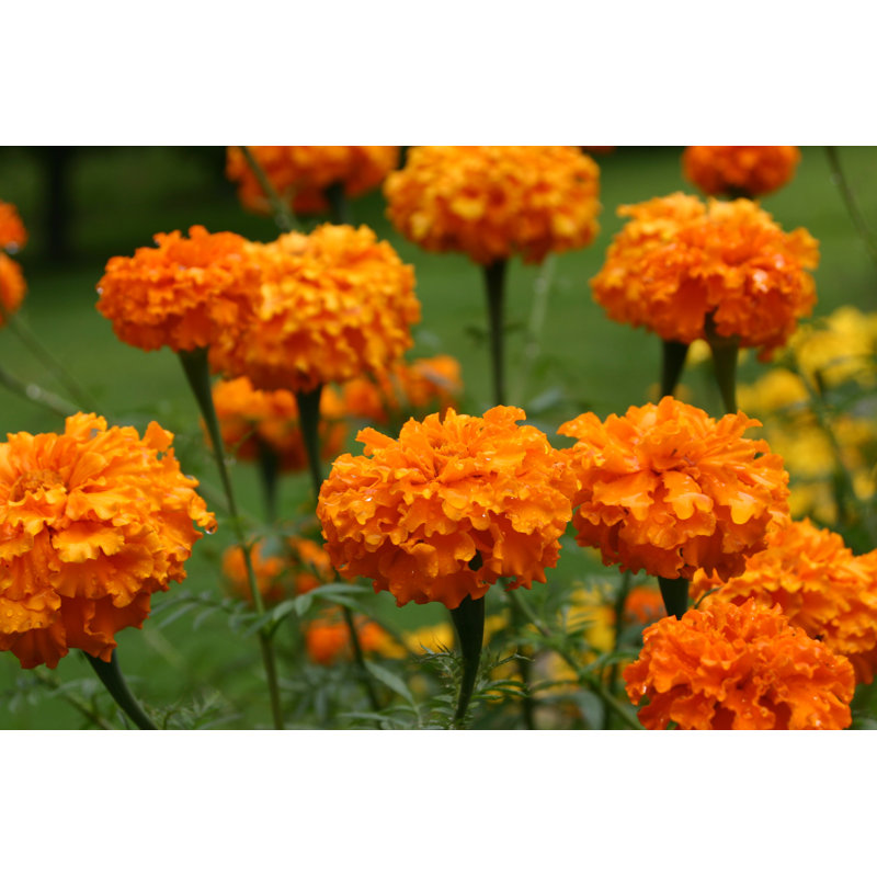 Leddi Summer's Marigolds - Wrapped Canvas Print, 20cm H x 30cm W x 3.8cm D