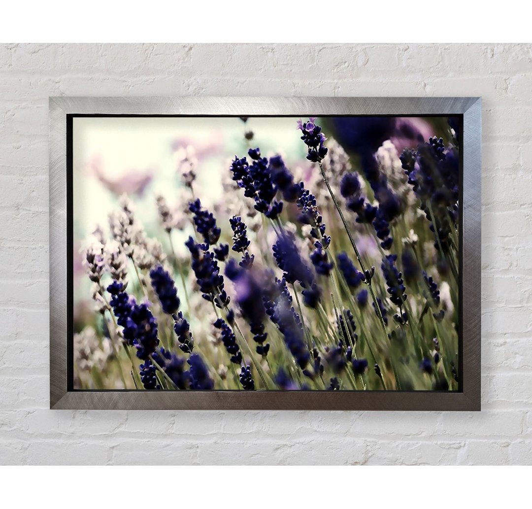 Gerahmtes Leinwandbild Lavender Flower Stems