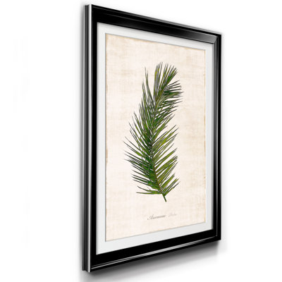 " Palm Botanical II "