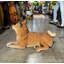 Statue Shiba Inu grandeur nature