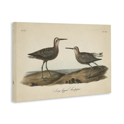 «Long Legged Sandpiper», art mural sur toile par Wild Apple Portfolio