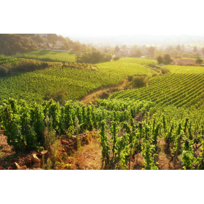 Rolling Hillside Vineyards by Donald_gruener - No Frame Art Prints on Canvas