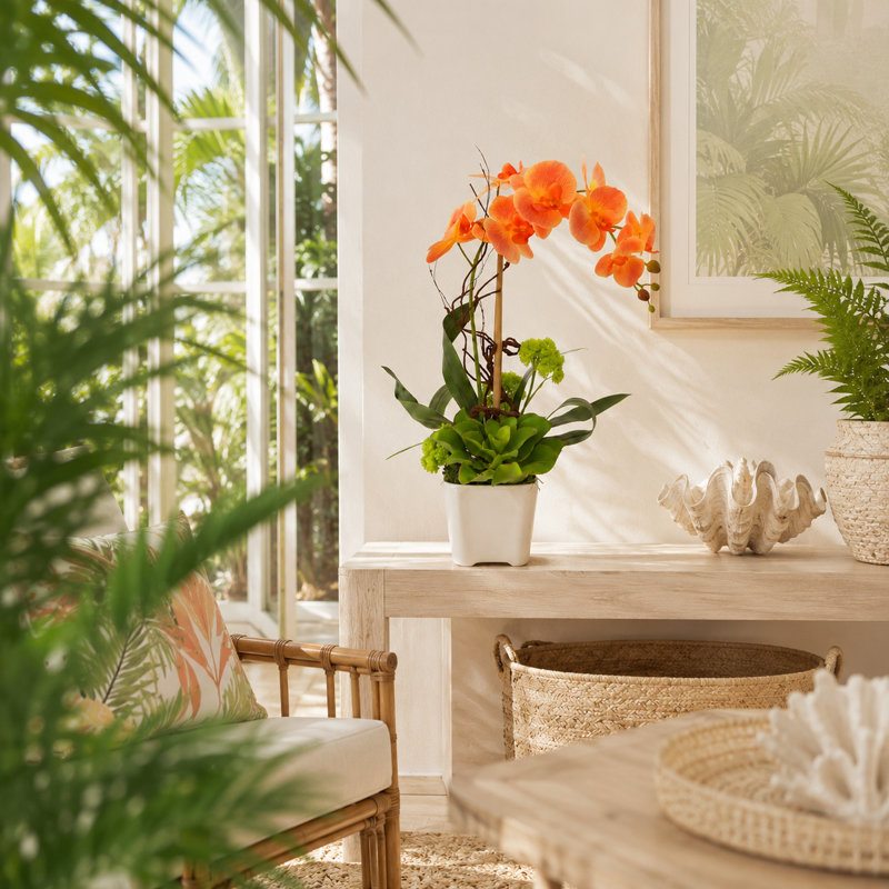 Orchidée et arrangement de plantes grasses