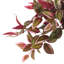 Tradescantia Zebrina Arranged In Ceramic Vase-1123193439-1331091545