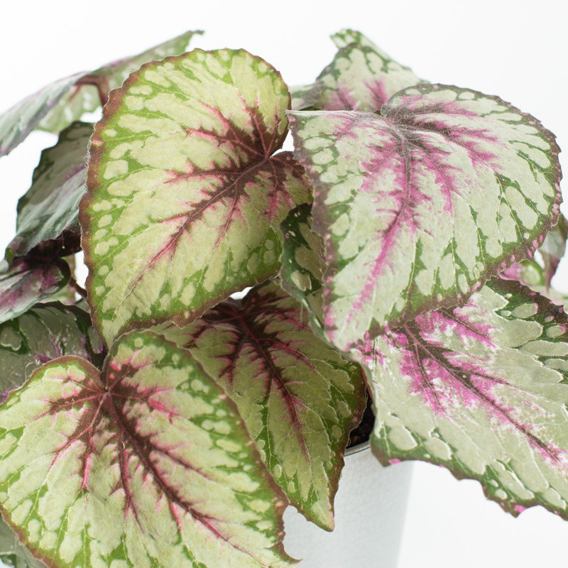 Plante à feuillage artificiel en pot